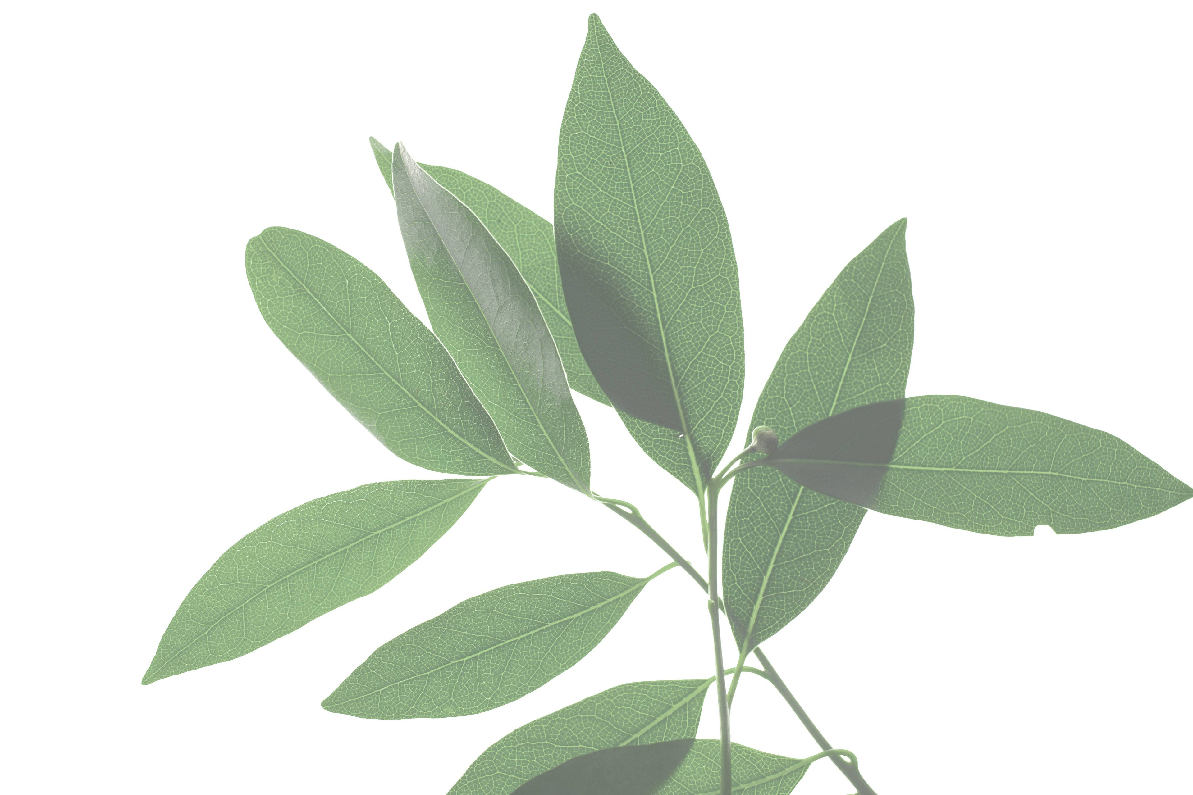 BREATHE Congestion Helping Aromatherapy Inhaler Patches