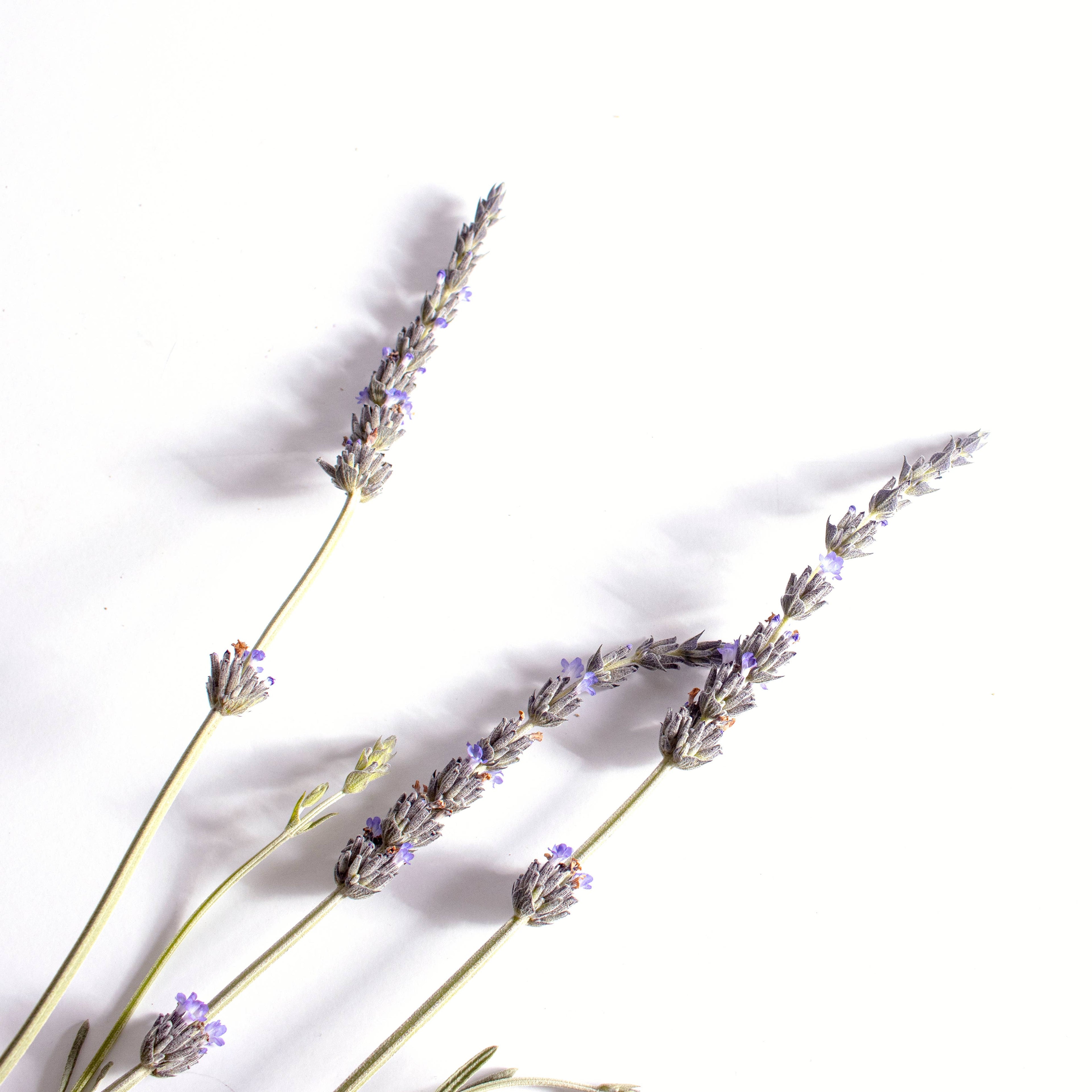 CALM Anti-anxiety Aromatherapy Inhaler Patches